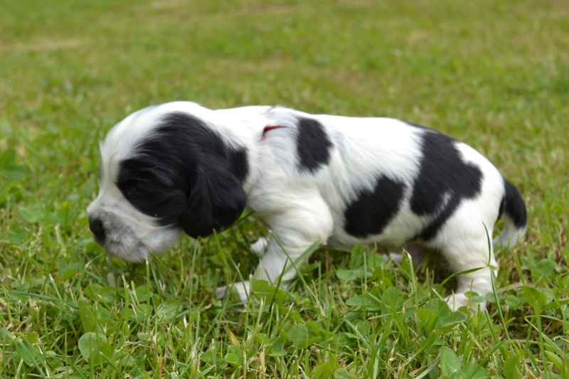 5d - pejsek vínová.JPG